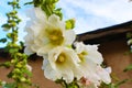 Southwestern White hollyhocks in front of adobe building and blue sky