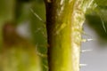 Stem and stinging needles of nettle