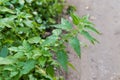 Stem of the stinging nettle on a blurred background