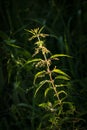 Stem of stinging nettle illuminated by light on dark background Royalty Free Stock Photo