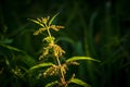 Stem of stinging nettle illuminated by light on dark background Royalty Free Stock Photo