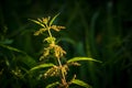 Stem of stinging nettle illuminated by light on dark background