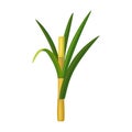 Stem sugar cane vector icon.Cartoon vector icon isolated on white background stem sugar cane.