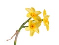 Stem with three flowers of a yellow daffodil cultivar isolated