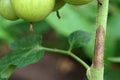 The stem of a tomato plant is affected by late blight. Phytophthora Infestans. Royalty Free Stock Photo