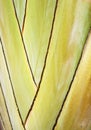 The stem of a tropical plant
