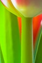 Stem of a Tulip