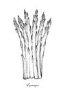 Hand Drawn of Fresh Green Asparagus on White Background