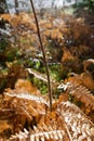 Stem of a wild rose growing amongst dead ferns, backlit by the December sun, Witty`s Lagoon Royalty Free Stock Photo