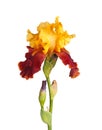 Stem with yellow and burgundy iris flower isolated on white Royalty Free Stock Photo