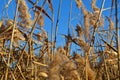 Stemblies and panicles of dried reeds Royalty Free Stock Photo