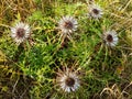 Protected Carline thistle of biosphere reserve Rhoen at bloom Royalty Free Stock Photo