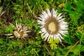 Stemless Carline Thistle Royalty Free Stock Photo