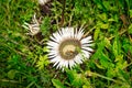 Stemless Carline Thistle Royalty Free Stock Photo