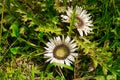 Stemless Carline Thistle Royalty Free Stock Photo