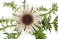 Stemless carline Thistle Royalty Free Stock Photo