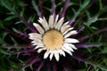 Stemless carline thistle in summer Carpathian Mountains