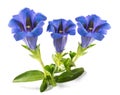 Stemless gentian