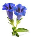Stemless gentian flowers Royalty Free Stock Photo