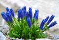 Stemless gentian Gentiana acaulis in the Alps.