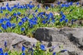 Stemless gentian or Gentiana acaulis Royalty Free Stock Photo