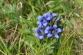 Stemless gentian Gentiana acaulis in flower Royalty Free Stock Photo