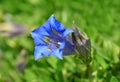 Stemless gentian Gentiana acaulis is mountain blue flower. Royalty Free Stock Photo