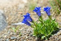 Stemless gentian Gentiana acaulis Royalty Free Stock Photo