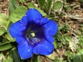 The stemless gentian Gentiana acaulis, Trumpet gentian, Der Kochsche Enzian oder Kochs Enzian, Kohova siristara ili Encijan Royalty Free Stock Photo