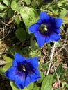 The stemless gentian Gentiana acaulis, Trumpet gentian, Der Kochsche Enzian oder Kochs Enzian, Kohova siristara ili Encijan Royalty Free Stock Photo