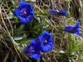 The stemless gentian Gentiana acaulis, Trumpet gentian, Der Kochsche Enzian oder Kochs Enzian, Kohova siristara ili Encijan Royalty Free Stock Photo