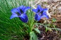 Stemless gentian Royalty Free Stock Photo