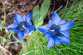 Stemless gentian Royalty Free Stock Photo