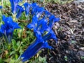 Stemless gentian or trumpet gentian gentiana acaulis. Bright blue, trumpet-shaped flowers with olive-green spotted longitudinal