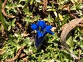 Stemless gentian or trumpet gentian gentiana acaulis growing in a garden. Bright blue, trumpet-shaped flowers with olive-green