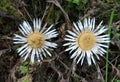 Stemless thistle (Carlina acaulis) grows in nature Royalty Free Stock Photo