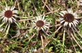 Stemless thistle (Carlina acaulis) grows in nature Royalty Free Stock Photo