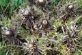 Stemless thistle (Carlina acaulis) grows in nature Royalty Free Stock Photo