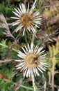 Stemless thistle (Carlina acaulis) grows in nature Royalty Free Stock Photo
