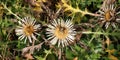 Stemless thistle (Carlina acaulis) grows in nature Royalty Free Stock Photo