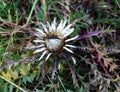 Stemless thistle (Carlina acaulis) grows in nature Royalty Free Stock Photo