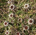 Stemless thistle (Carlina acaulis) grows in nature Royalty Free Stock Photo