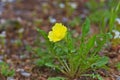 Stemless Yellow Evening Primrose Oenothera triloba Royalty Free Stock Photo