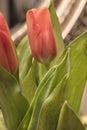 Stemmed Tulips in a Vase as a Home Decoration