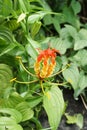 Stemona involuta Inthachub flower Royalty Free Stock Photo