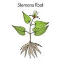 Stemona tuberosa, medicinal plant Royalty Free Stock Photo