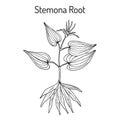 Stemona tuberosa, medicinal plant Royalty Free Stock Photo