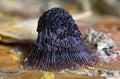 Stemonitis fusca is a species of slime mold. It fruits in clusters on dead wood and has distinctive tall brown sporangia