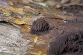 Stemonitis fusca is a species of slime mold. It fruits in clusters on dead wood and has distinctive tall brown sporangia,