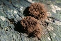 Stemonitis like hedgehog or pile of carpet. Stemonitis, known as tube slime mold on grey old oak wood. Original brown abstract